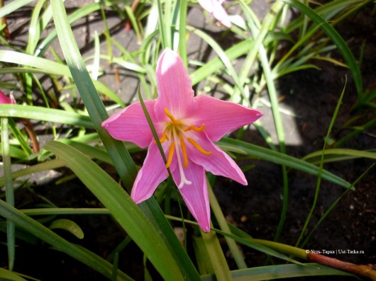 Зефирантес – «цветок западного ветра»