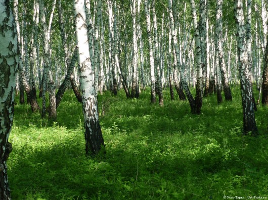 берёзовый лес