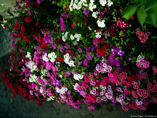 Усть-Таркские цветники