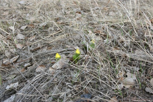 Ранняя весна в Усть-Тарке